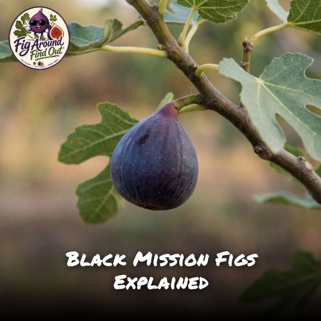 Black Mission Figs Explained
