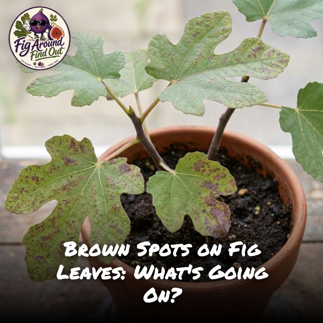 Brown Spots on Fig Leaves: What’s Going On?