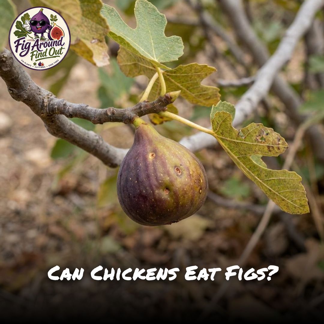 Can Chickens Eat Figs?