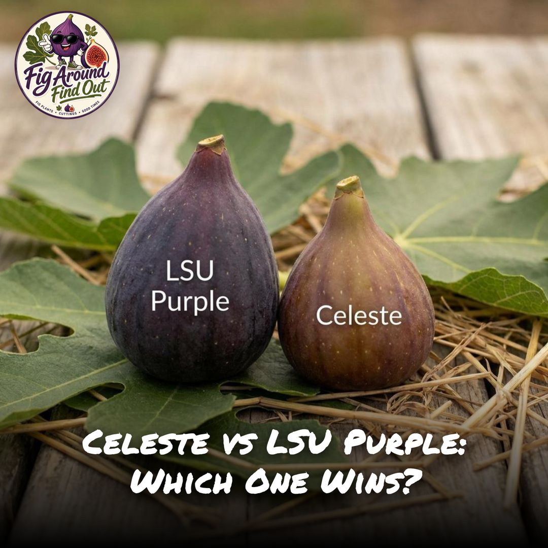 Celeste vs LSU Purple: Which One Wins?