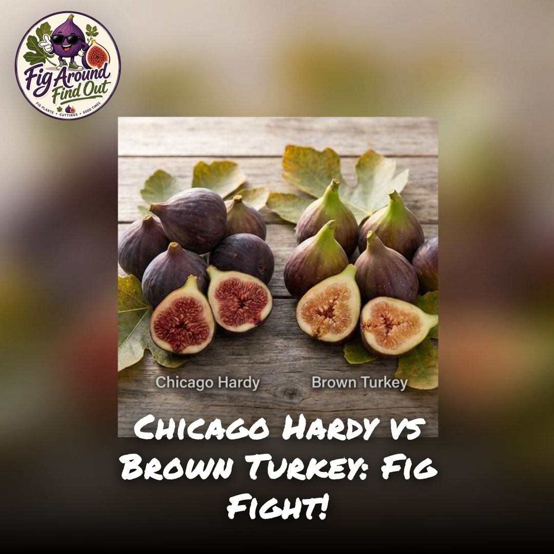 Chicago Hardy vs Brown Turkey: Fig Fight!