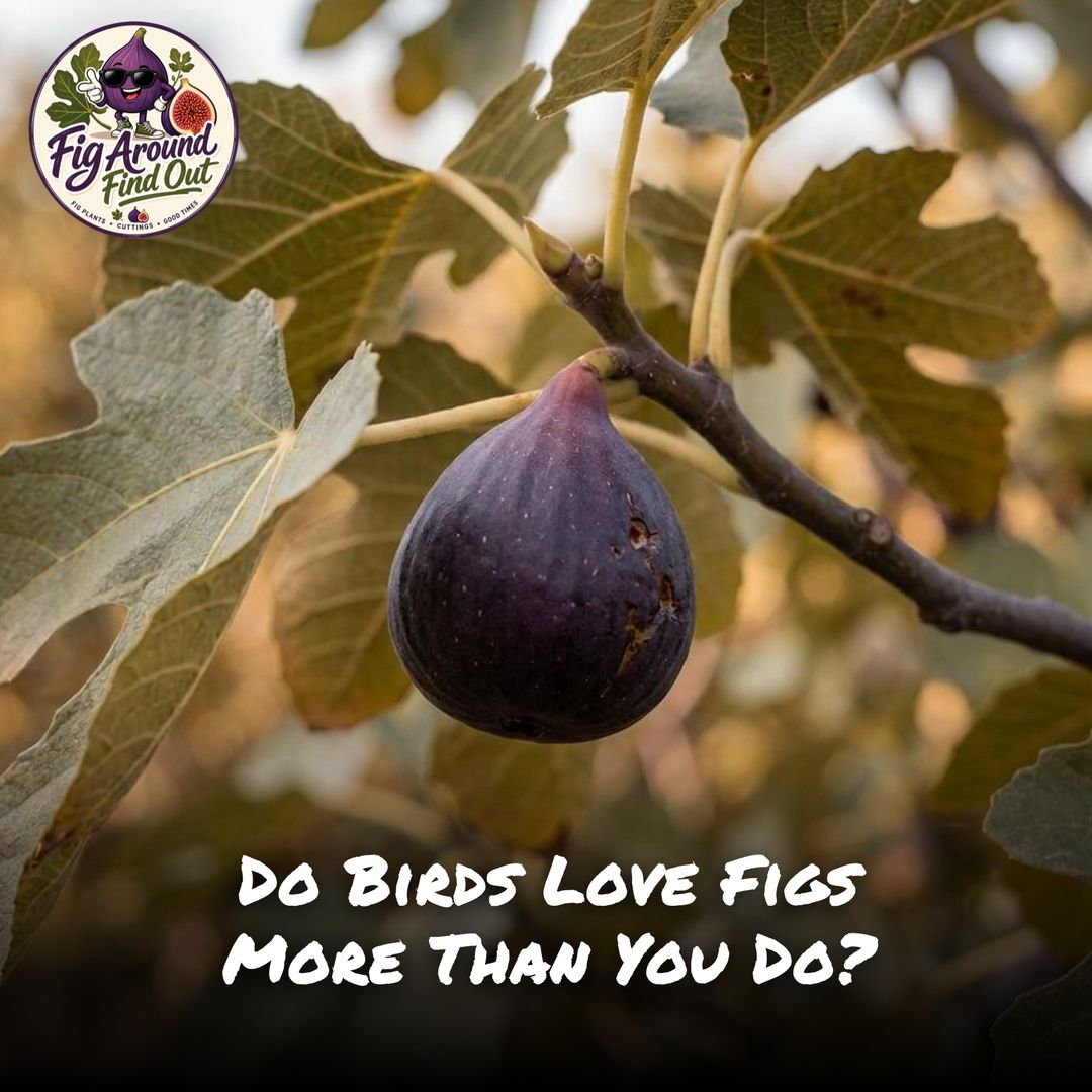 Do Birds Love Figs More Than You Do?