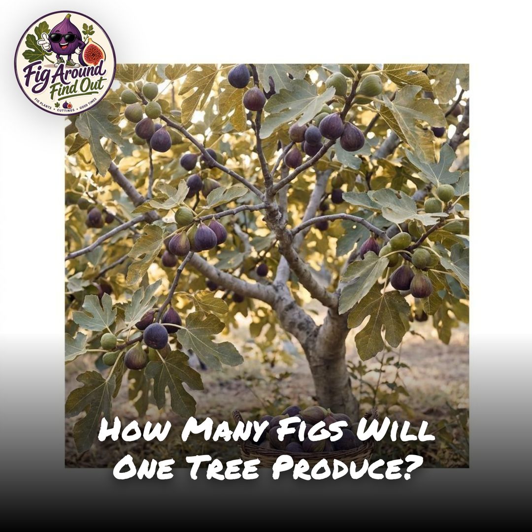 How Many Figs Will One Tree Produce?