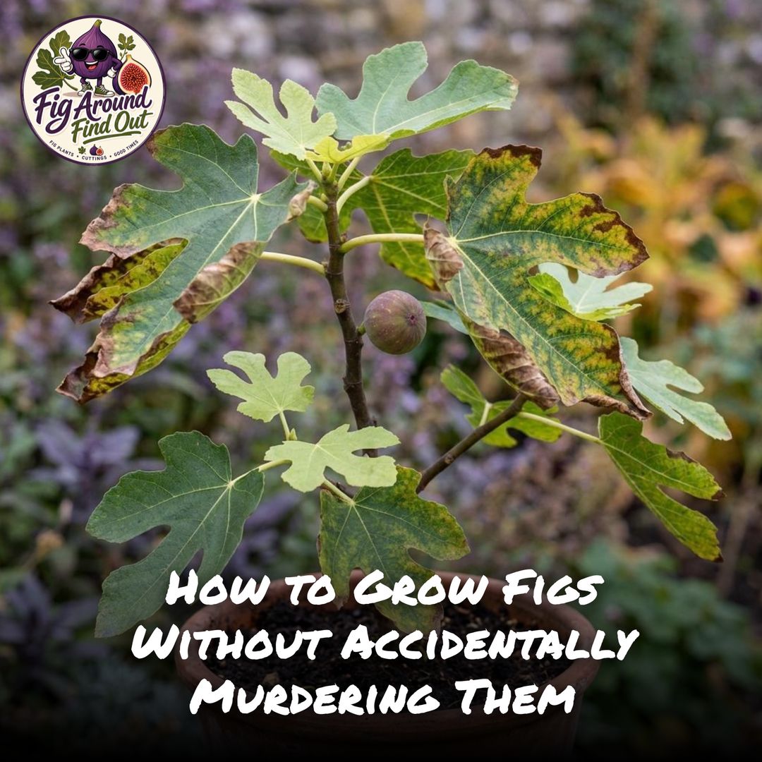 How to Grow Figs Without Accidentally Murdering Them