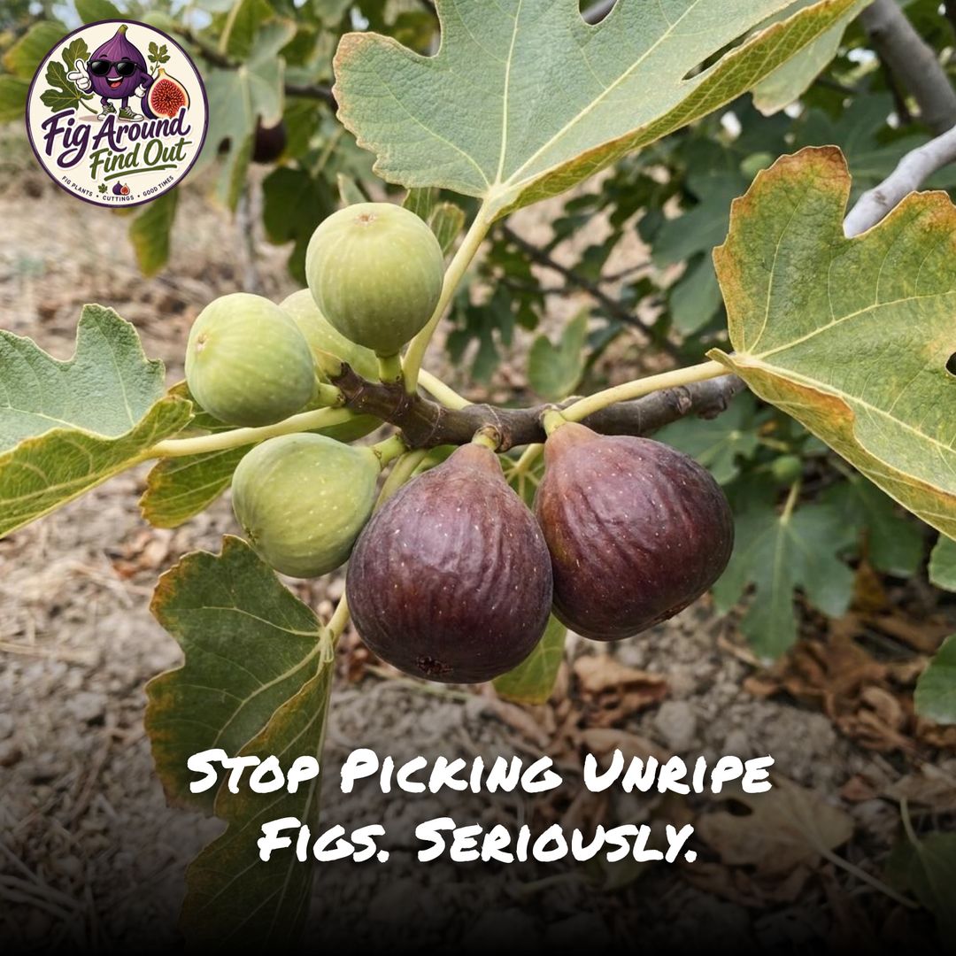 Stop Picking Unripe Figs. Seriously.