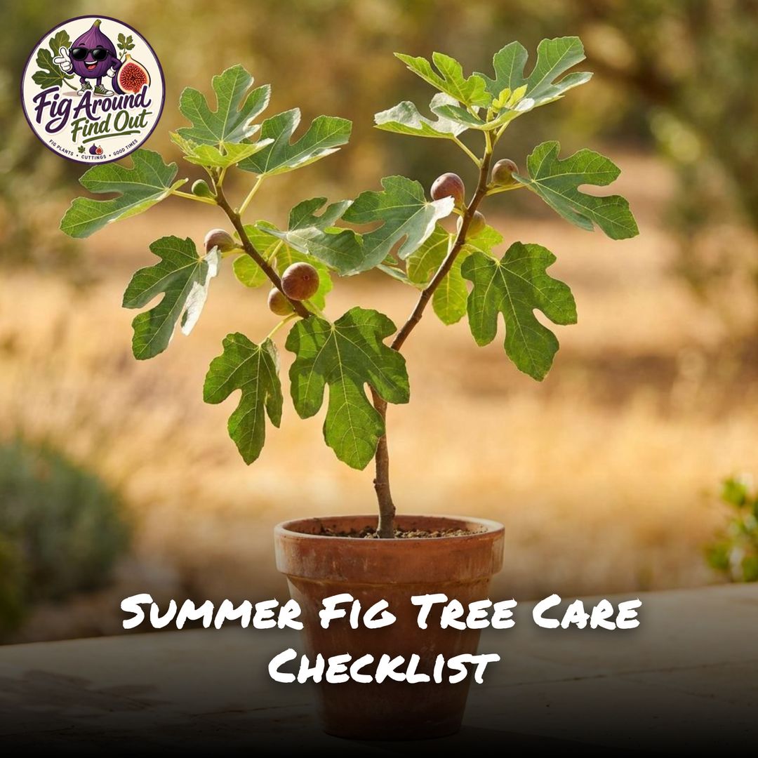 Summer Fig Tree Care Checklist