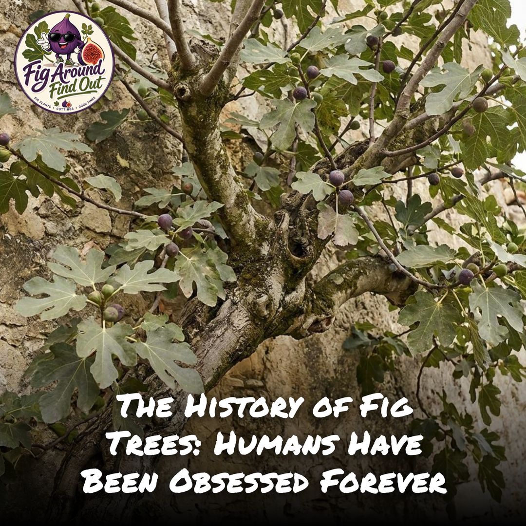 The History of Fig Trees: Humans Have Been Obsessed Forever