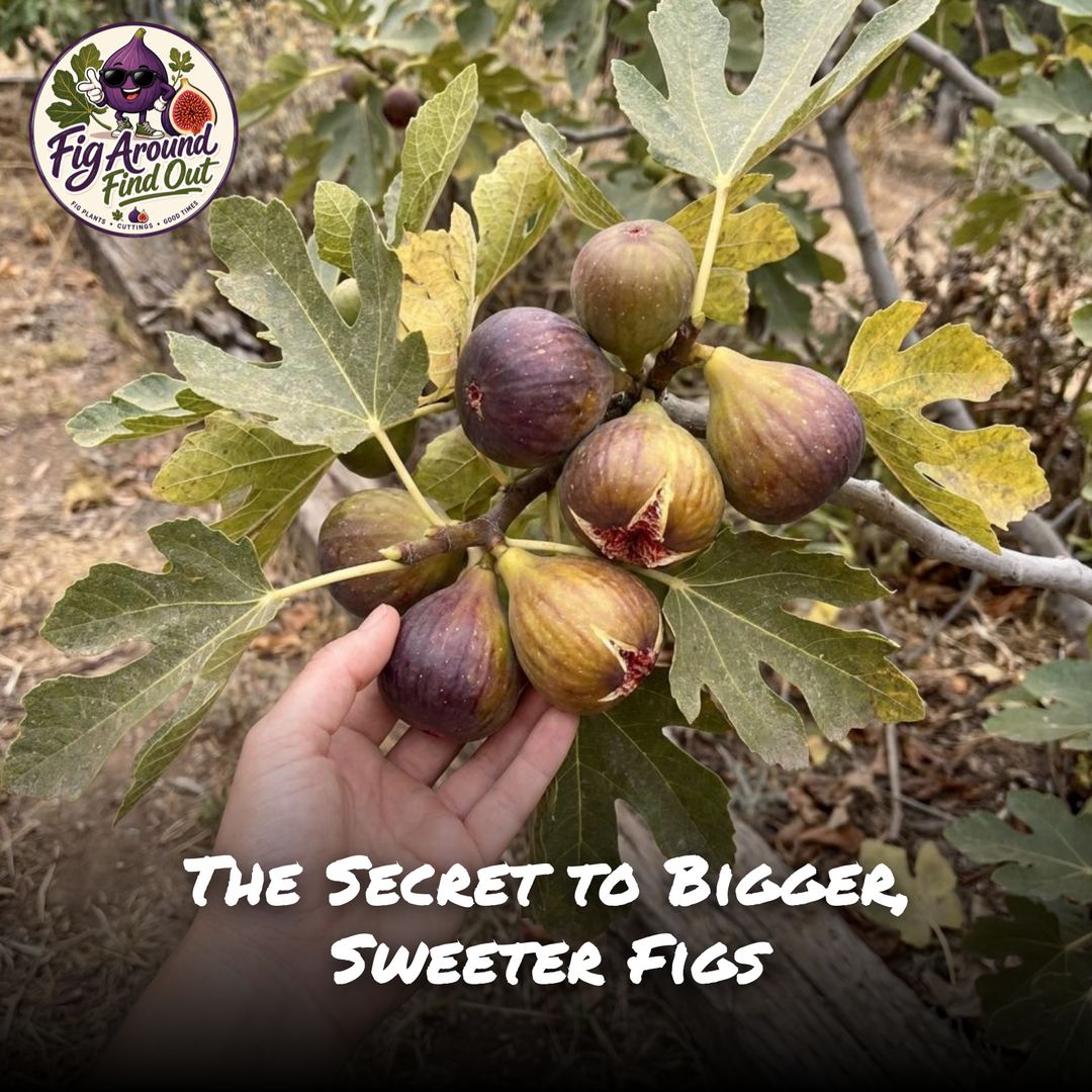 The Secret to Bigger, Sweeter Figs