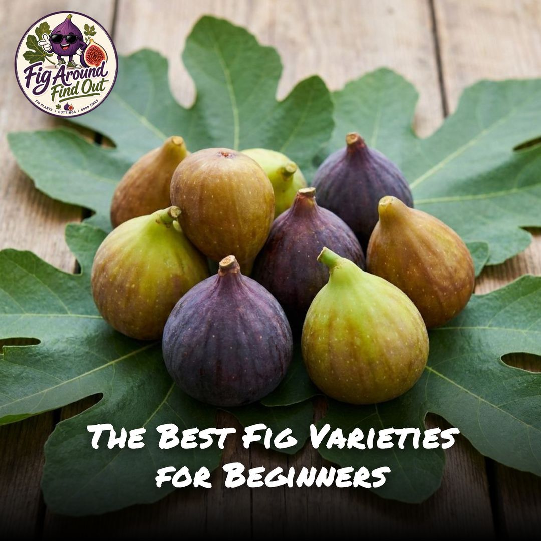 The Best Fig Varieties for Beginners