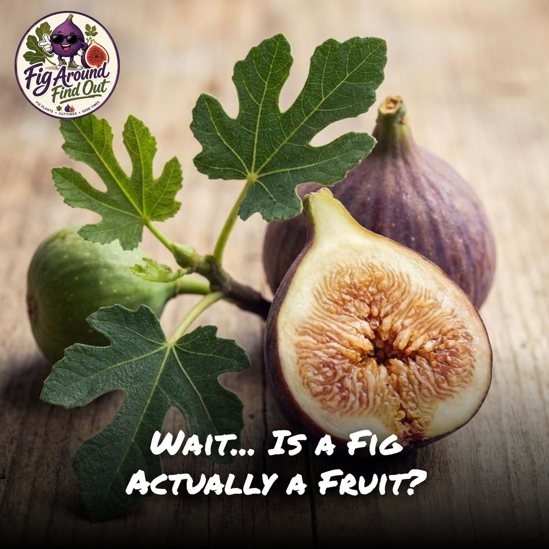 Wait… Is a Fig Actually a Fruit?