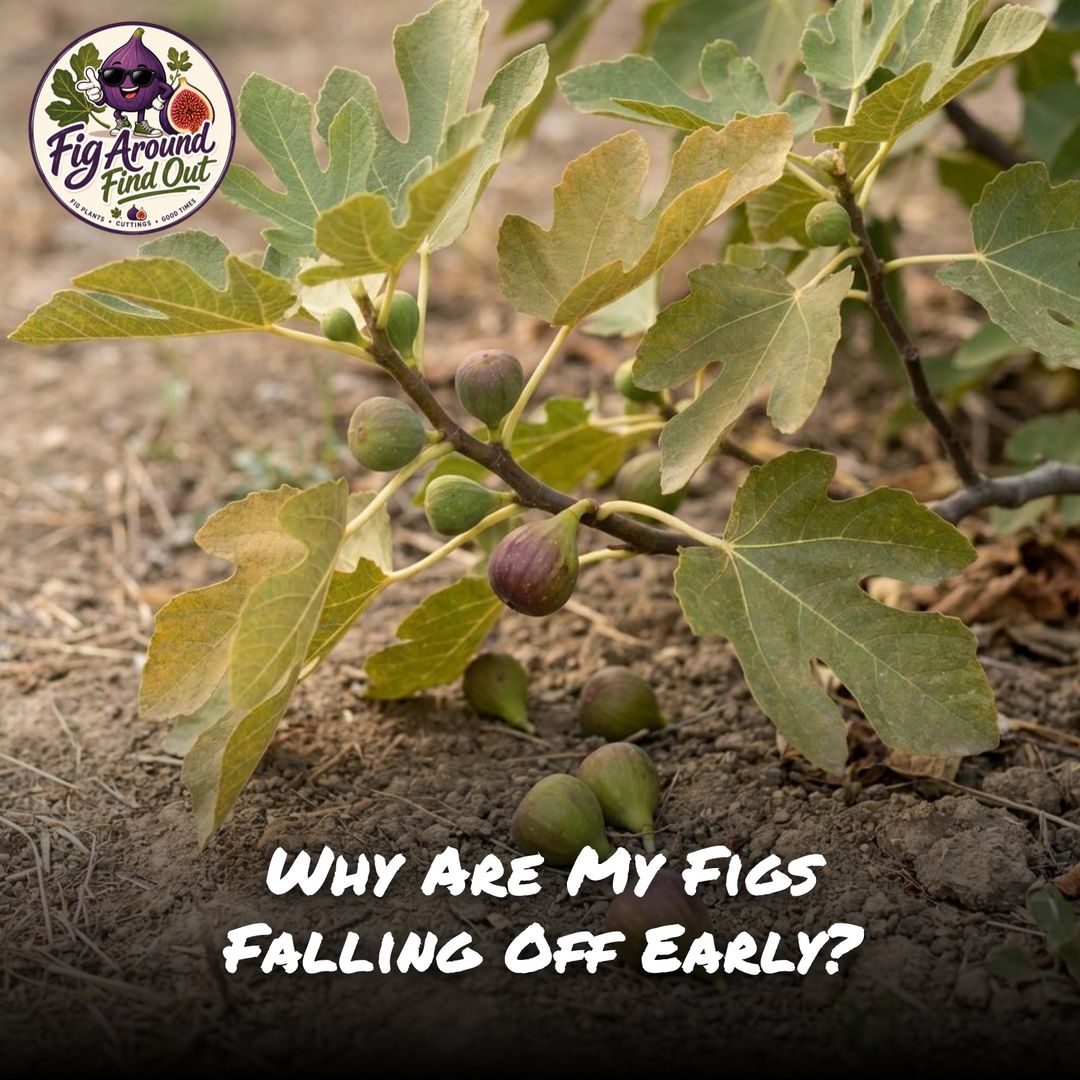 Why Are My Figs Falling Off Early?